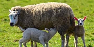 Police called after lamb killed in horrific dog attack on Highworth farmland