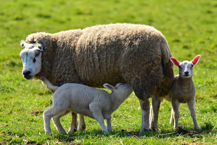 Police called after lamb killed in horrific dog attack on Highworth farmland