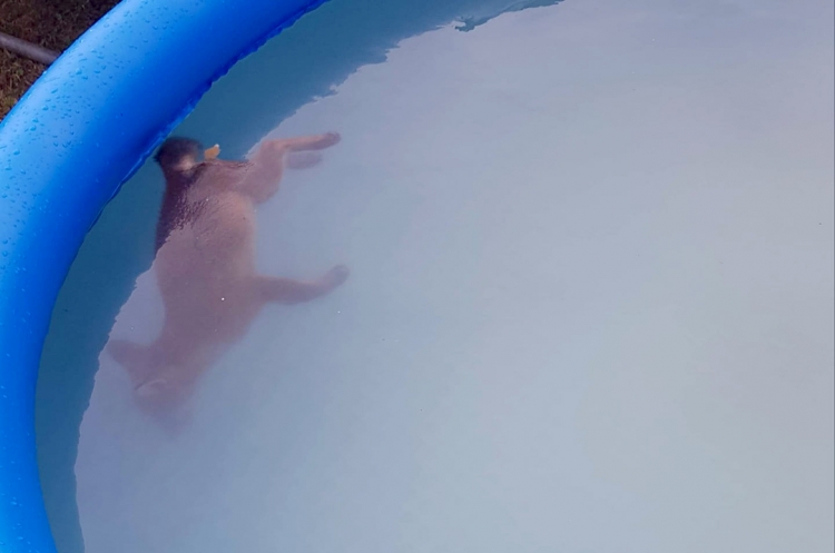 People urged to empty or cover inflatable swimming pools after fox cub drowns