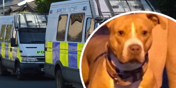 Dog escapes after police raid houses, find drugs and arrest two people