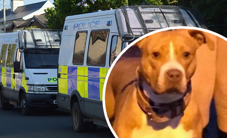 Dog escapes after police raid houses, find drugs and arrest two people