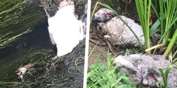 Mother swan and four cygnets shot dead by youths in mindless attacks