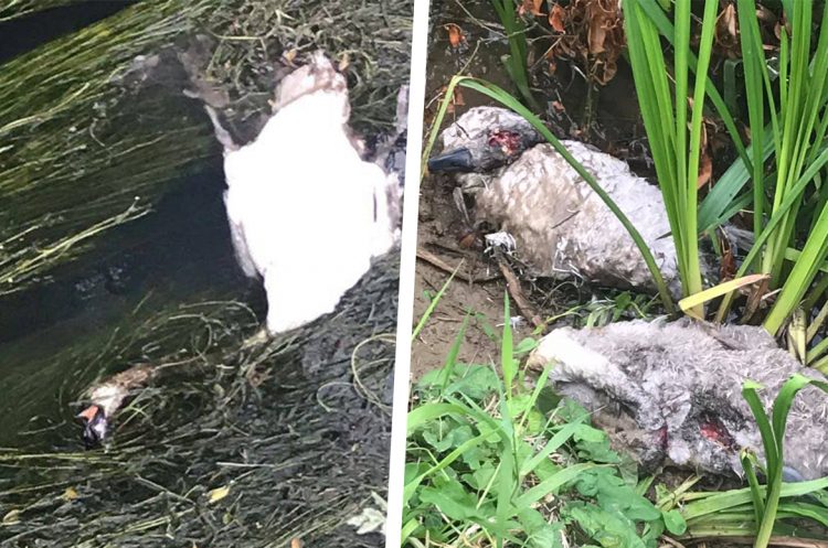 Mother swan and four cygnets shot dead by youths in mindless attacks