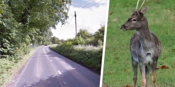 Woman’s car overturns as she swerves to avoid deer on A345 near Netheravon