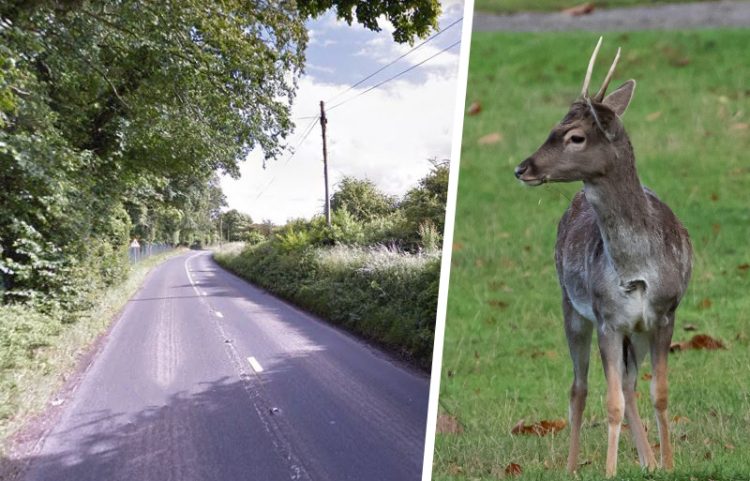 Woman’s car overturns as she swerves to avoid deer on A345 near Netheravon