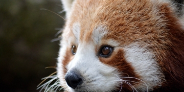 Zoos in England to reopen from 15 June, UK government confirms