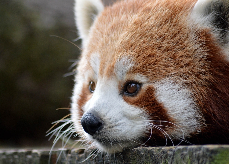 Zoos in England to reopen from 15 June, UK government confirms