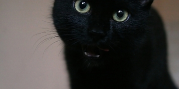 Police drone unit searched for black panther in village near Swindon