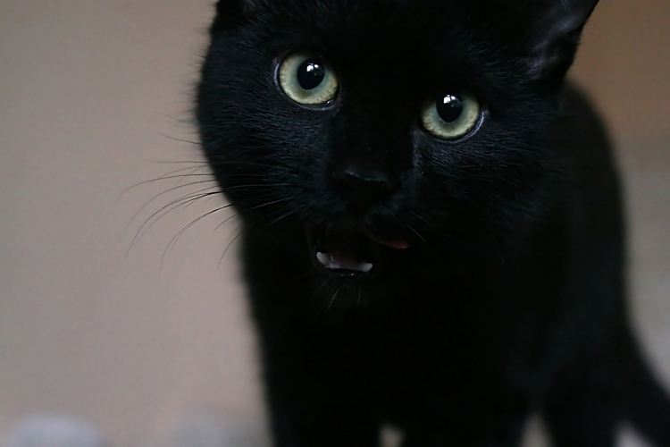 Police drone unit searched for black panther in village near Swindon