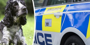 Van driver angry with police after they smash window to rescue distressed dog