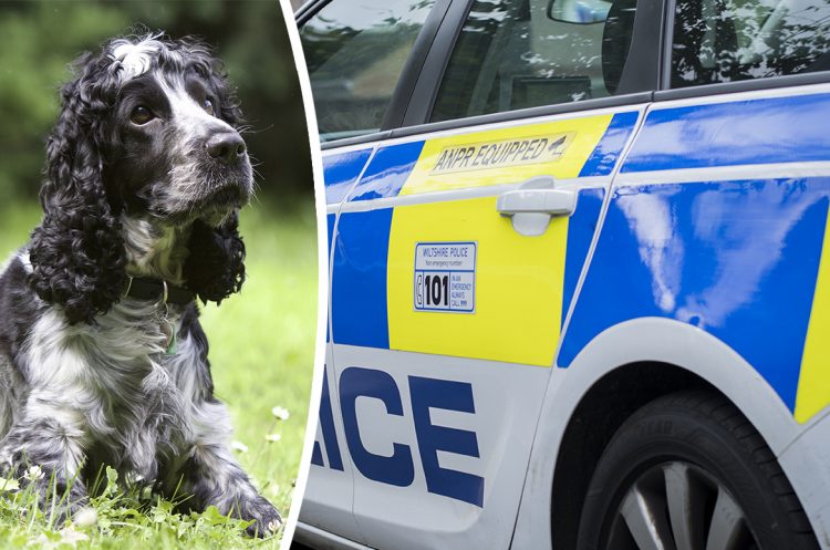 Van driver angry with police after they smash window to rescue distressed dog