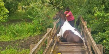 Firefighters called in after horse falls through bridge in Wiltshire village