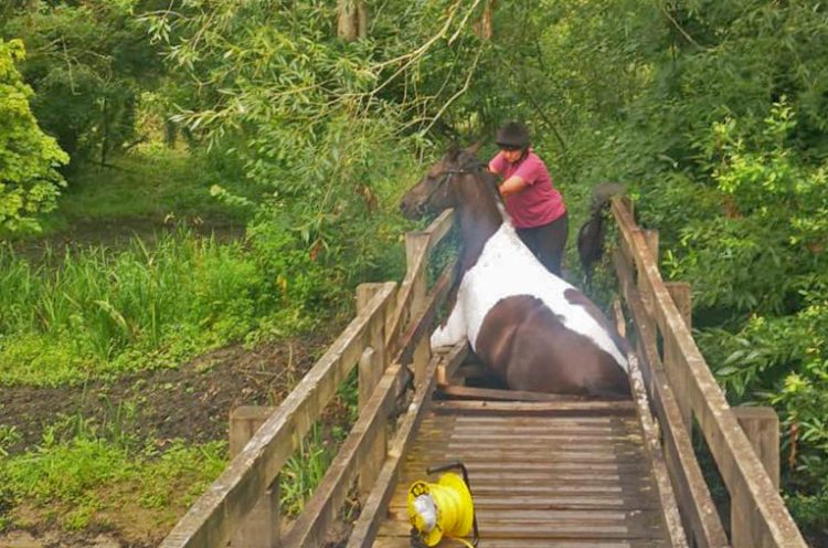 Firefighters called in after horse falls through bridge in Wiltshire village