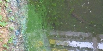 Warning issued over deadly algae plaguing lakes in Cotswold Water Park