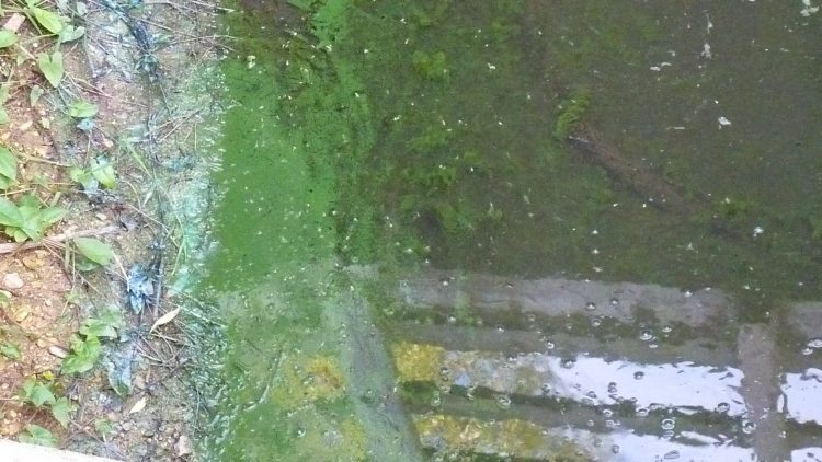 Warning issued over deadly algae plaguing lakes in Cotswold Water Park