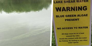 Dog-killing blue-green algae present in Shearwater Lake, police warn