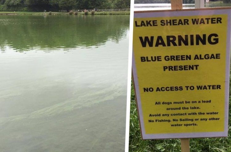Dog-killing blue-green algae present in Shearwater Lake, police warn