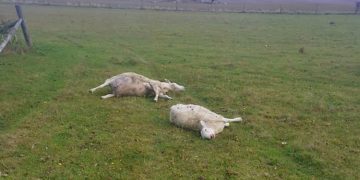 Animal killer hunted after several sheep killed with car in barbaric attack