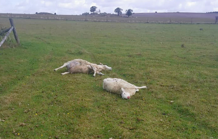 Animal killer hunted after several sheep killed with car in barbaric attack