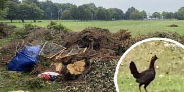 Travellers move on leaving behind dirty nappies, tree cuttings and a CHICKEN