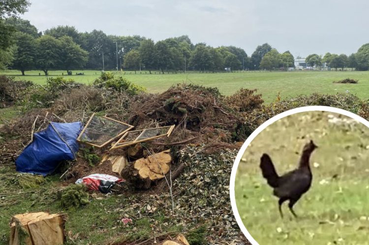Travellers move on leaving behind dirty nappies, tree cuttings and a CHICKEN