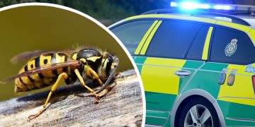 Air ambulance tasked after people – including paramedics – stung by wasps