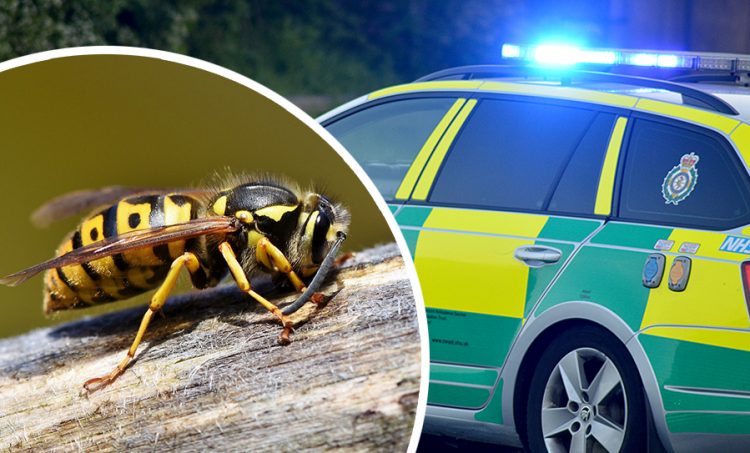 Air ambulance tasked after people – including paramedics – stung by wasps