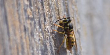 Man “significantly stung” after taking flamethrower to wasp nest in garden