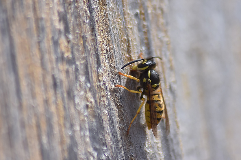 Man "significantly stung" after taking flamethrower to wasp nest in garden