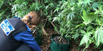 Police seize cannabis plants found growing in woodland near Swindon