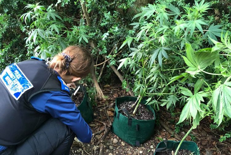 Police seize cannabis plants found growing in woodland near Swindon