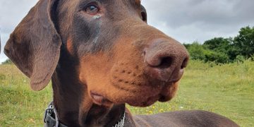 Police investigation launched as runaway dog stabbed in horrific ‘murder’