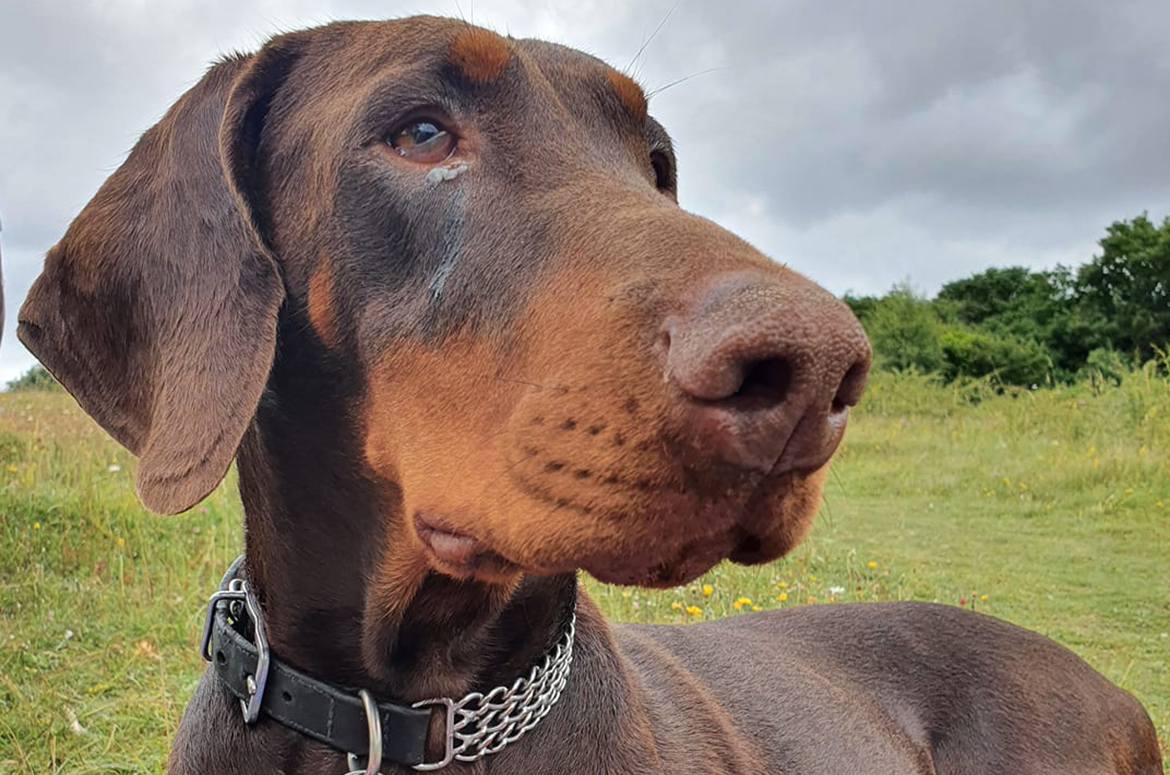 What Did Ruby the Doberman Die from