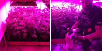 Cannabis factory found in Salisbury after package intercepted by UK Border Force