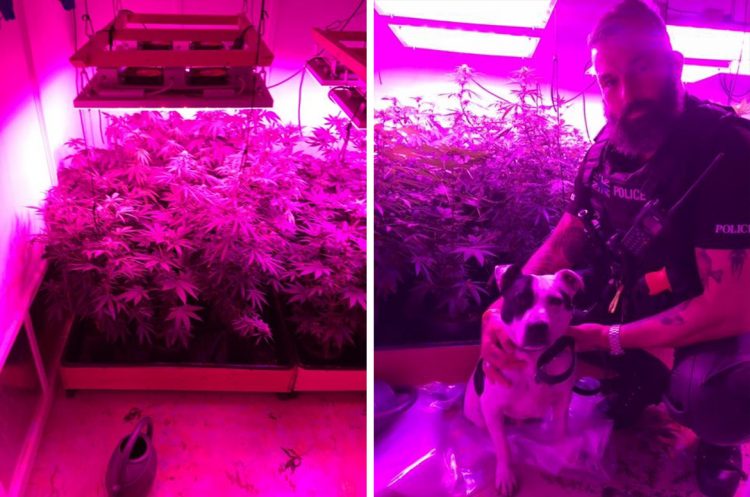 Cannabis factory found in Salisbury after package intercepted by UK Border Force