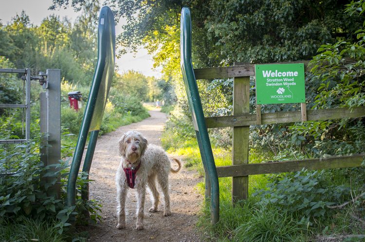 Dog reportedly dies moments after consuming item at woodland in Swindon