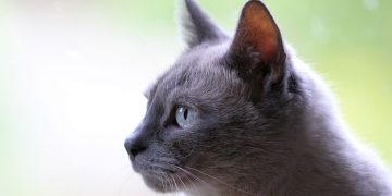 Sticky tape used to try and strangle cats in random attacks across Amesbury