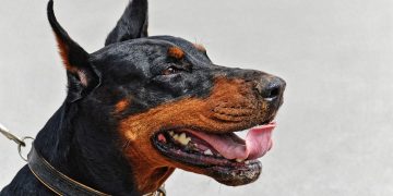 Police investigation launched as runaway dog stabbed in horrific ‘murder’