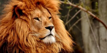 Big Cat of Highworth: Police called in to patrol town after ‘lion’ sighting