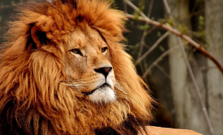 Big Cat of Highworth: Police called in to patrol town after ‘lion’ sighting