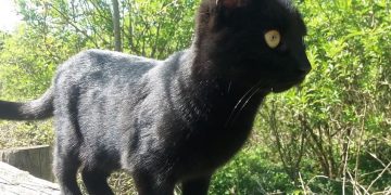CAT ‘MURDER’: Moggy dies after being found on doorstep with knife wounds