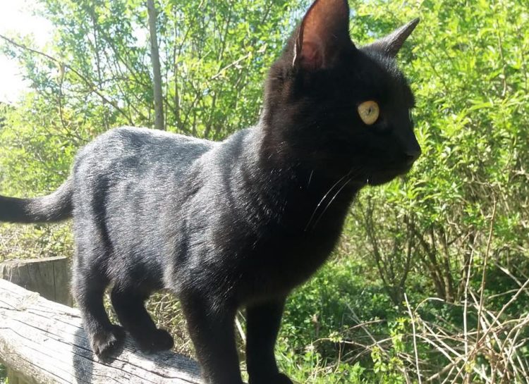 CAT ‘MURDER’: Moggy dies after being found on doorstep with knife wounds