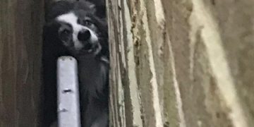 Firefighters remove part of garage wall to rescue trapped Border Collie