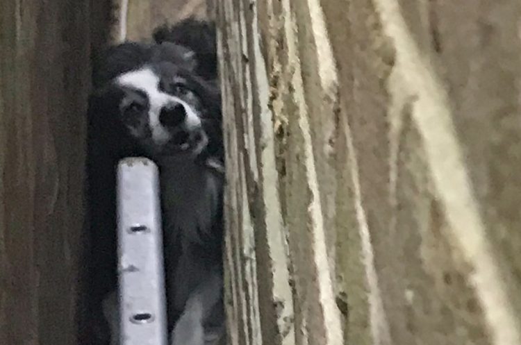 Firefighters remove part of garage wall to rescue trapped Border Collie