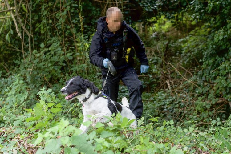 Police dog searches bushes after teenage girl suffers facial injuries in assault