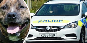 Woman wanted after dog attacked by Staffordshire Bull Terriers at park in Corsham