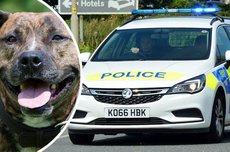 Woman wanted after dog attacked by Staffordshire Bull Terriers at park in Corsham