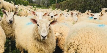 Sheep chased and killed by dogs being walked on grounds, countryside estate reports