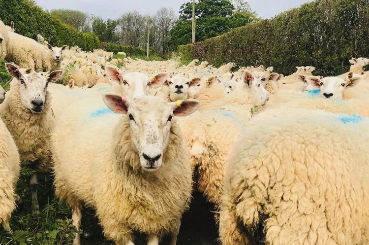 Sheep chased and killed by dogs being walked on grounds, countryside estate reports