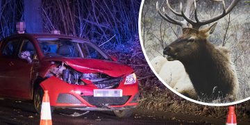 Armed police called to destroy stag after collision with car near Chippenham